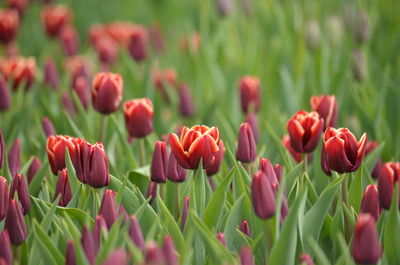 Close-up of red tulips in field