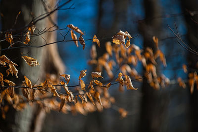 Golden fall leaves