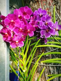 Close-up of purple flowers blooming outdoors