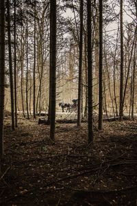 Bare trees in forest