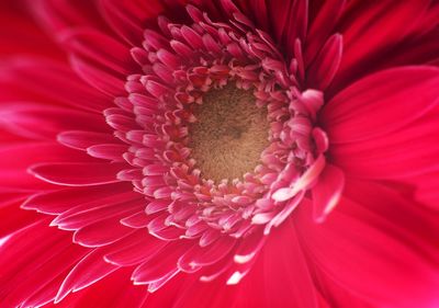 Full frame shot of pink daisy