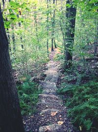 Footpath amidst trees in forest