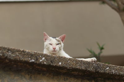 Close-up of a cat behind a wall