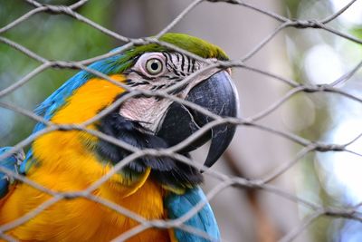 Close-up portrait of gold and blue macaw in cage