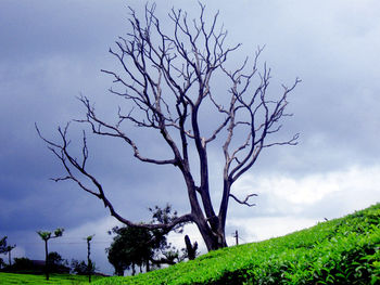 Bare tree on field against sky