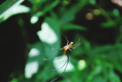 Close-up of spider