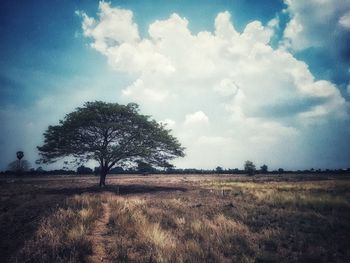 Trees on field against sky