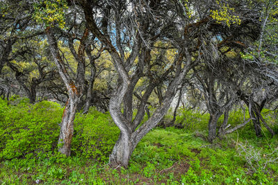 Trees growing in field