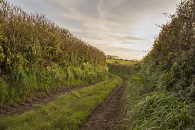 Scenic view of agricultural field against sky