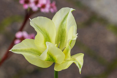 Close-up of plant