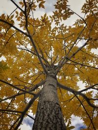 Low angle view of tree