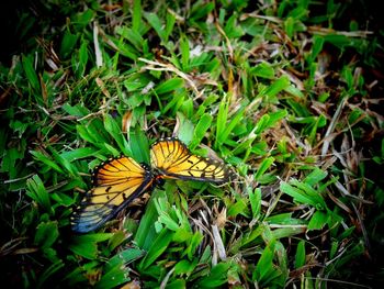 Butterfly on leaf