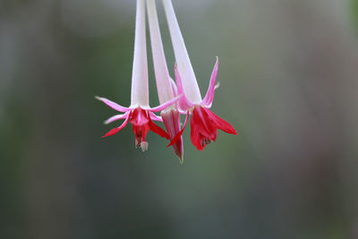 Close-up of red flower