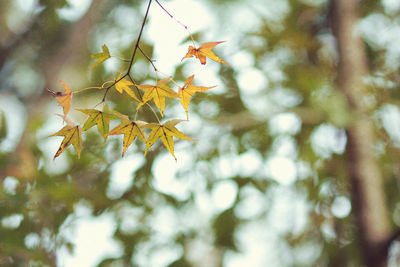 Close-up of leaves on branch