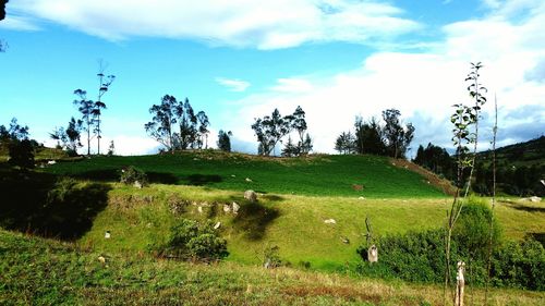 Scenic view of grassy field against sky