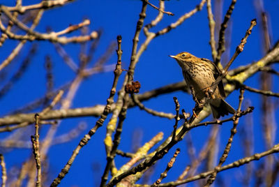 Low angle view of bird perching on branch