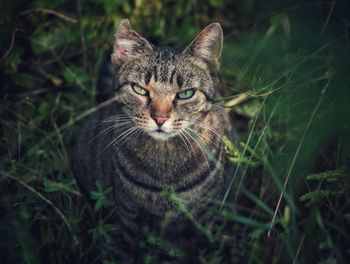 Portrait of tabby cat standing on field