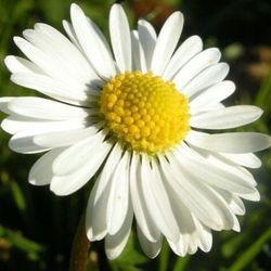 Close-up of daisy flowers