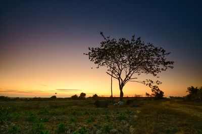 Silhouette tree on field against sky during sunset