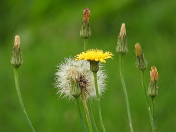 Close-up of honey bee on plant