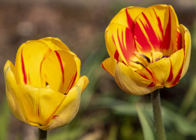 Close-up of yellow tulip