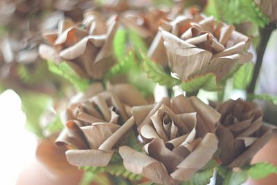 Close-up of hand holding flowering plant