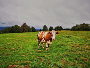 Cows standing in a field