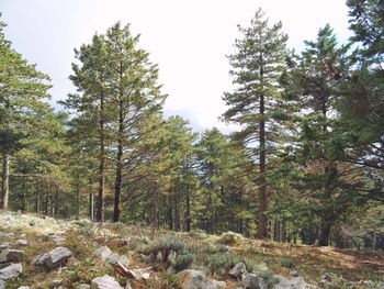 Trees in forest against sky