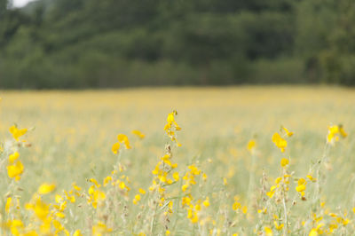 Close-up of yellow flowers in field