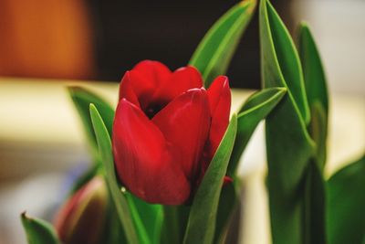 Close-up of red tulip