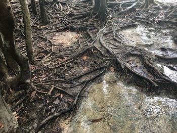 High angle view of tree roots