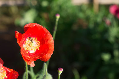 Close-up of red poppy flower