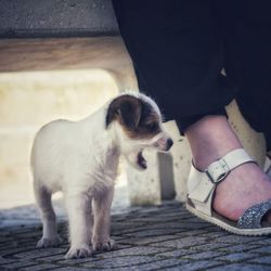 Low section of person standing by dog