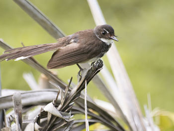 Close-up of bird perching on branch