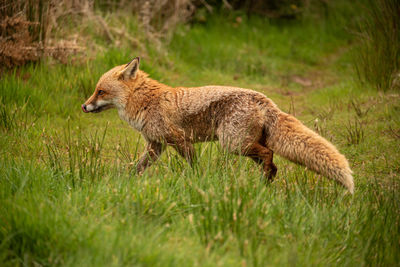 Fox walking in the grass