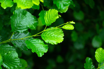 Wet green hazel leaves and dark background, summer view