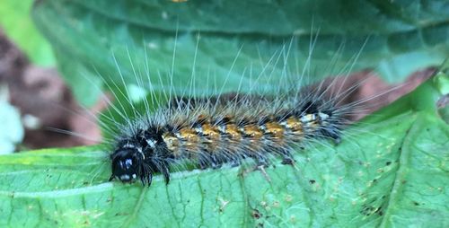 Close-up of insect on leaf