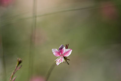 Close-up of pink flower