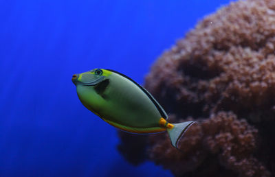 Close-up side view of naso tang fish in water