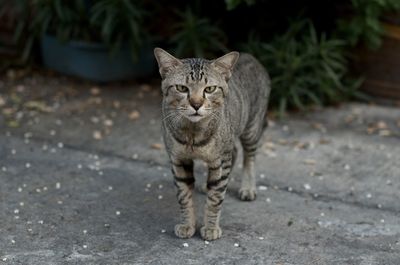 Portrait of tabby cat on footpath