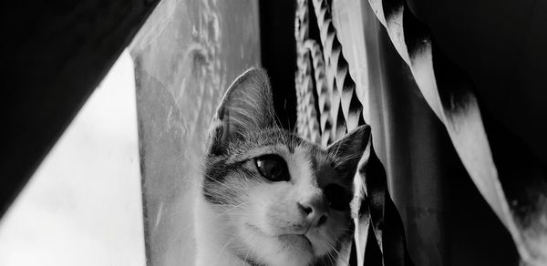 Cute kittens infront on the window waiting mom and day come home. pictured in black and white