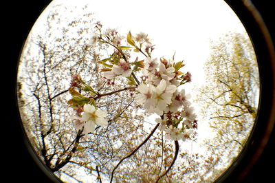 Low angle view of flowers