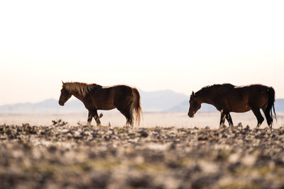 Horses on a field