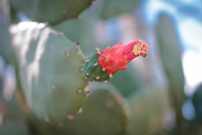 Close-up of red rose flower bud