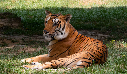 Tiger resting in a zoo