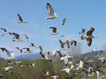 Seagulls flying against sky