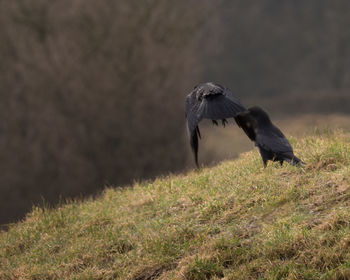 Close-up of bird perching on field