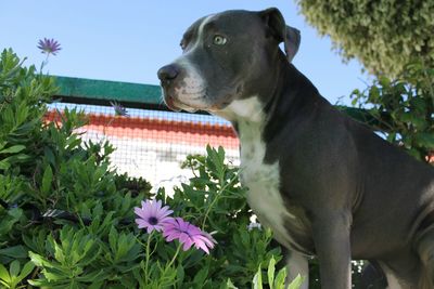 Dog on plant