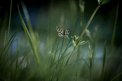 Butterfly flying over grassy field