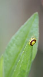 Close-up of insect on leaf